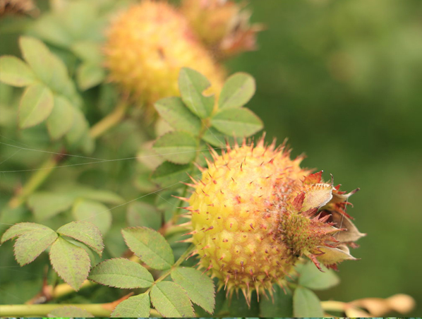 Rosa roxburghii Extract