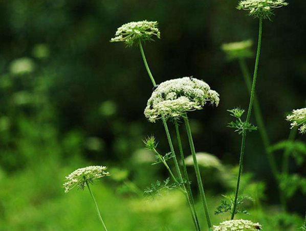Cnidium Monnieri Extract