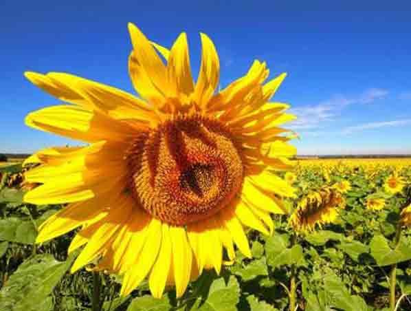 Sunflower Extract