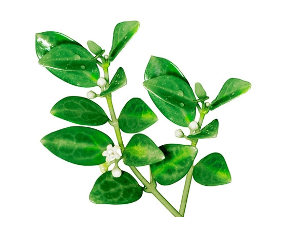 Gymnema Extract