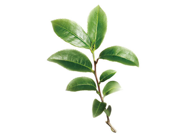 Green Tea Extract