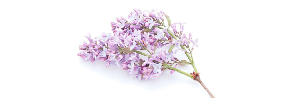 Clove Extract