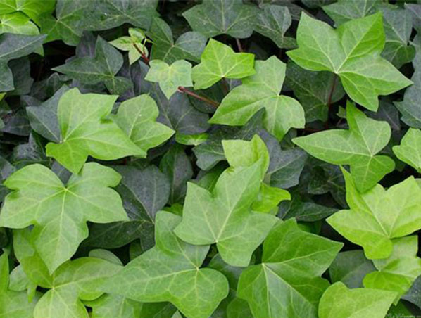 Ivy Extract