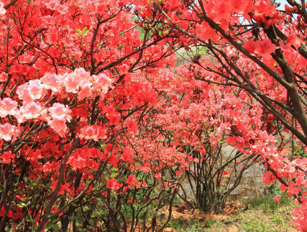 Rhododendron Caucasicum Extract