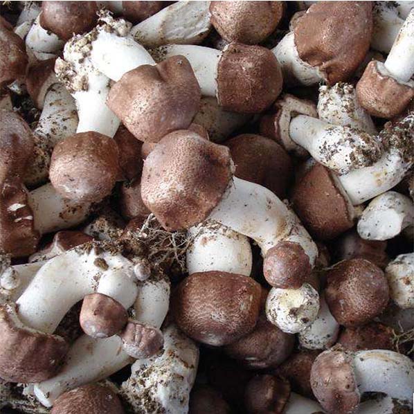 Medical Mushroom Agaricus Blazei Extract