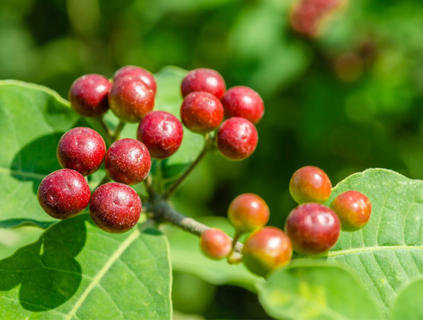 Rauwolfia Serpentina Extract