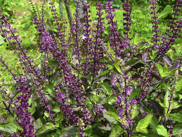 Ocimum Sanctum Extract