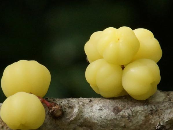 Amla Extract 
