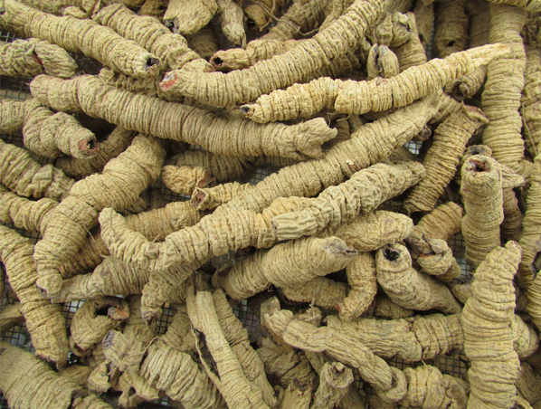 Morinda Root Extract