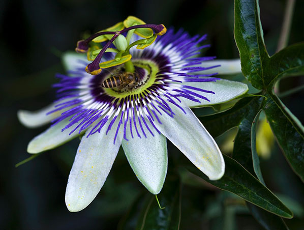 Passion Flower Extract