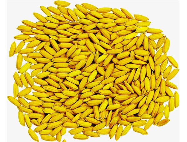 Rice Bran Extract