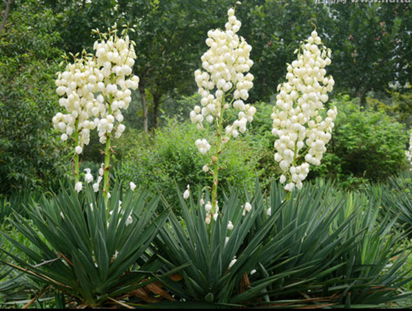 Yucca Extract