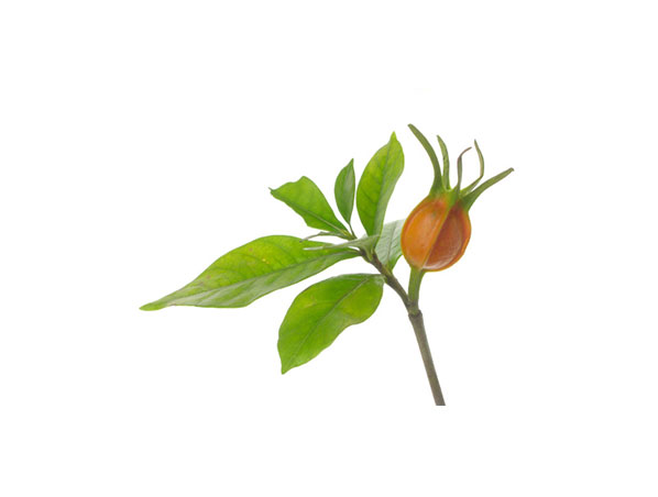 Gardenia Extract